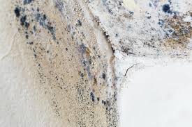 Why You Should Choose Our Mold Remediation Services in Roseland, OH